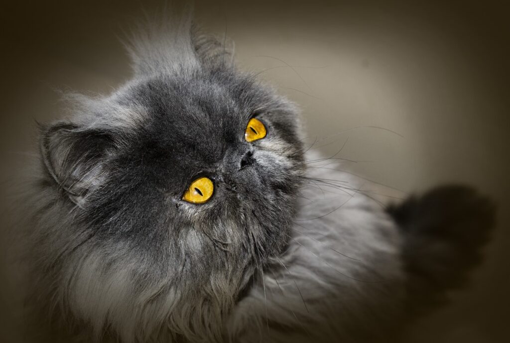Blue Persian