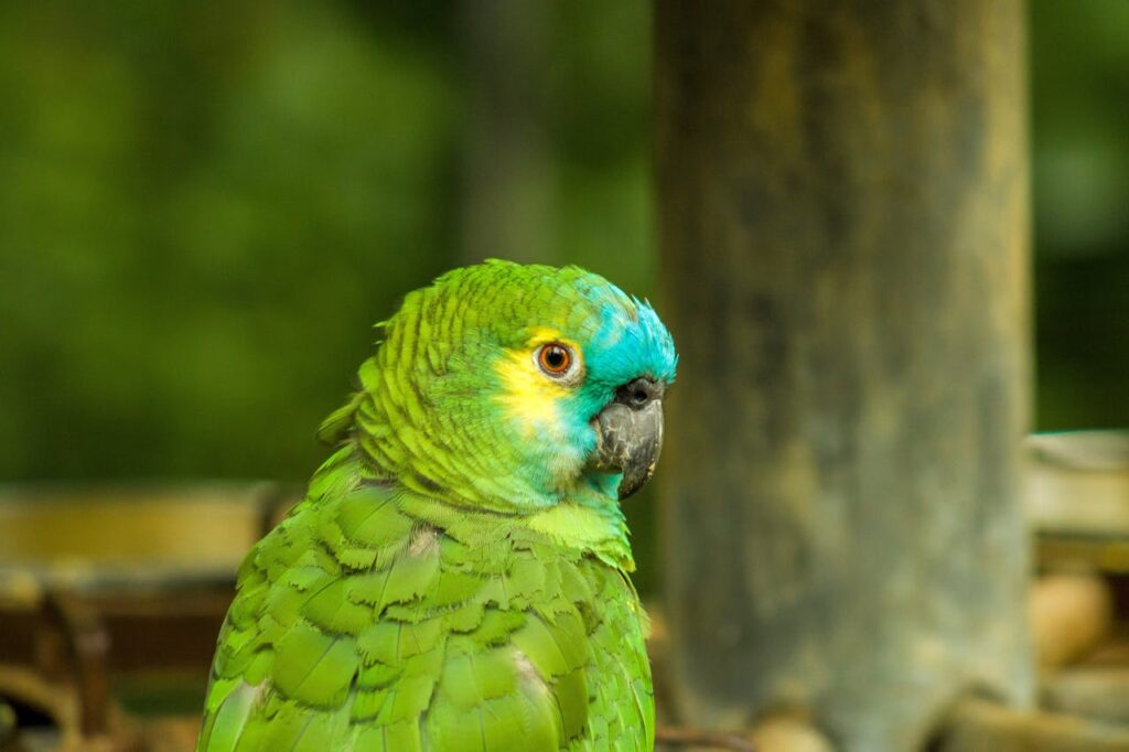 A green parrot on tree