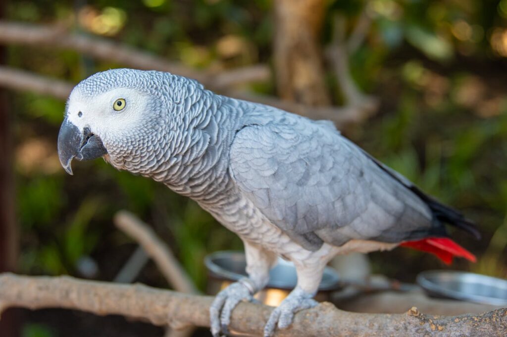 A grey parrot
