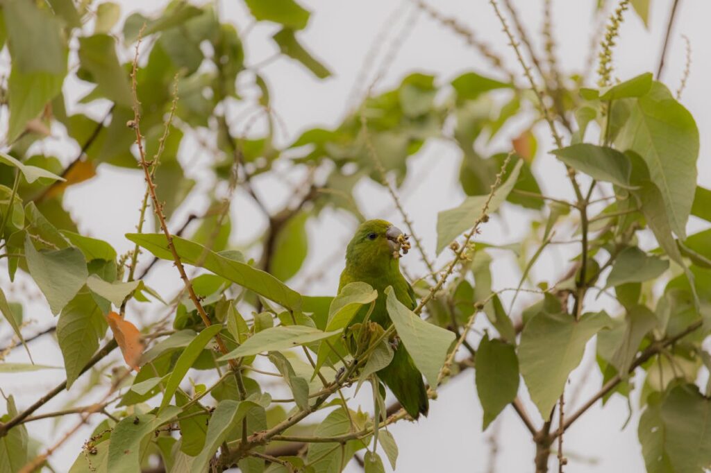 A green parrot