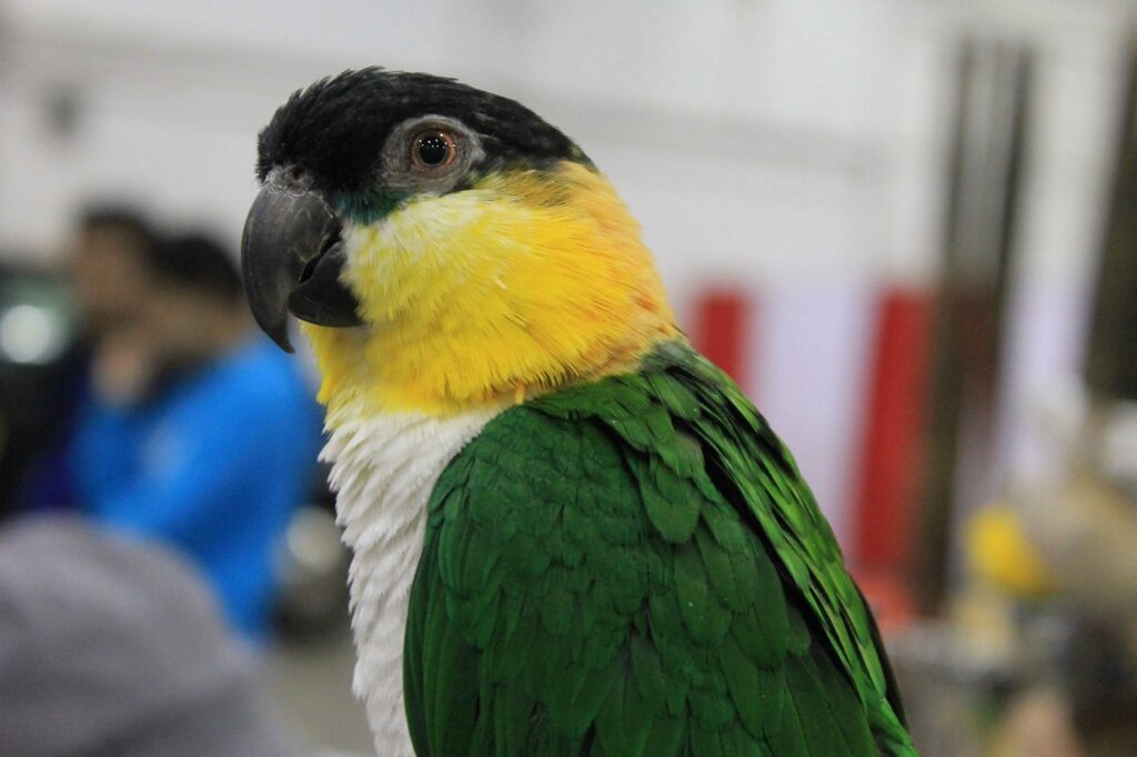 A colorful bird