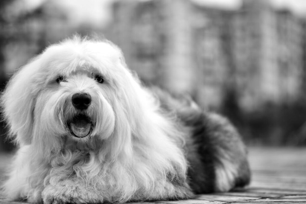 dog with blue eyes