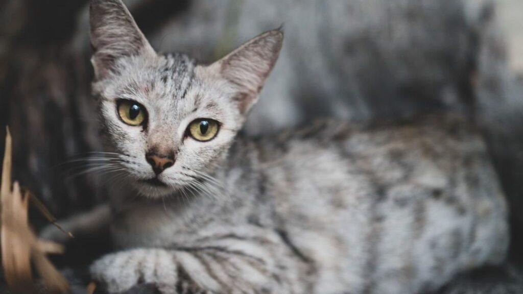 Egyptian Mau