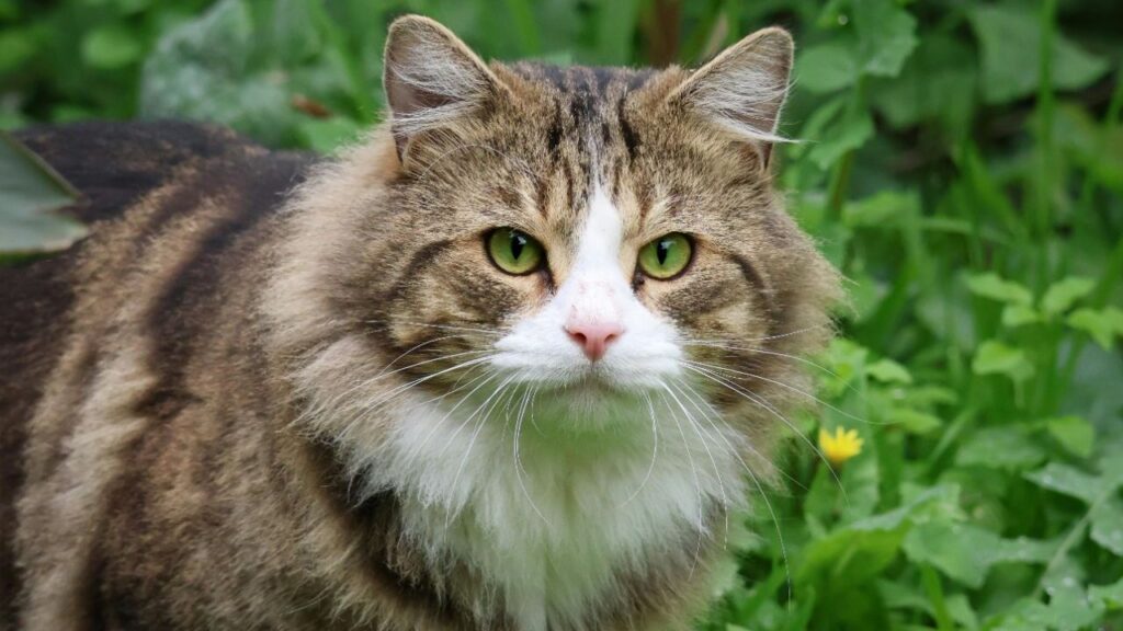 Norwegian Forest Cat