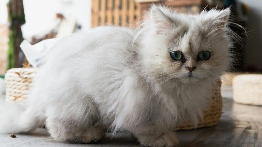 Chinchilla Persian