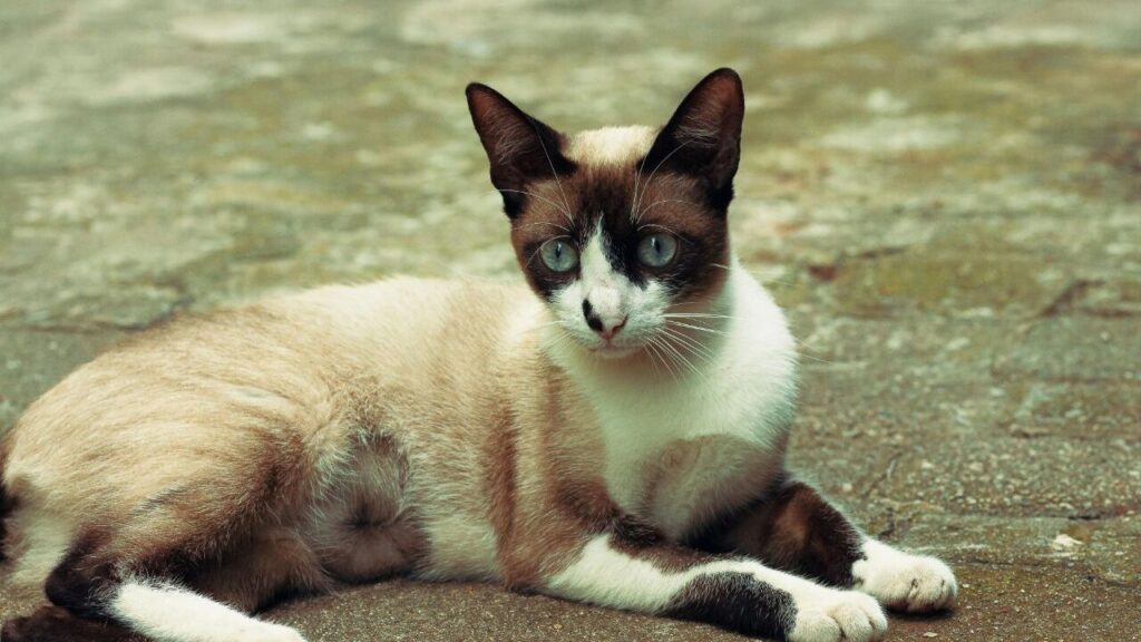 Siamese (Green-Eyed Variety)