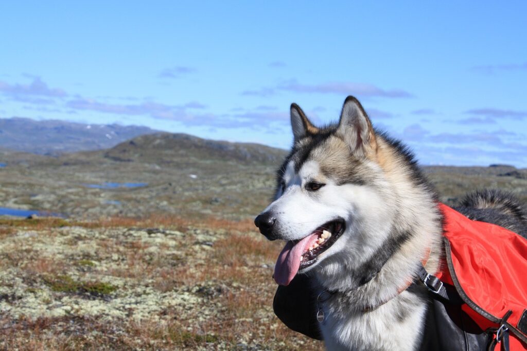 dog with blue eyes