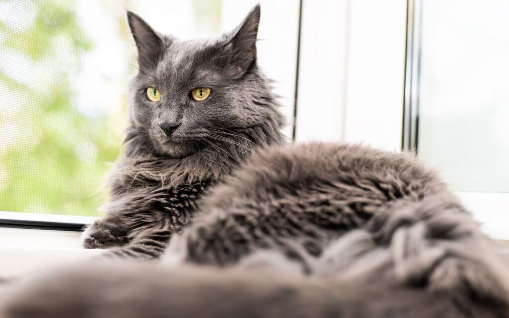 Nebelung