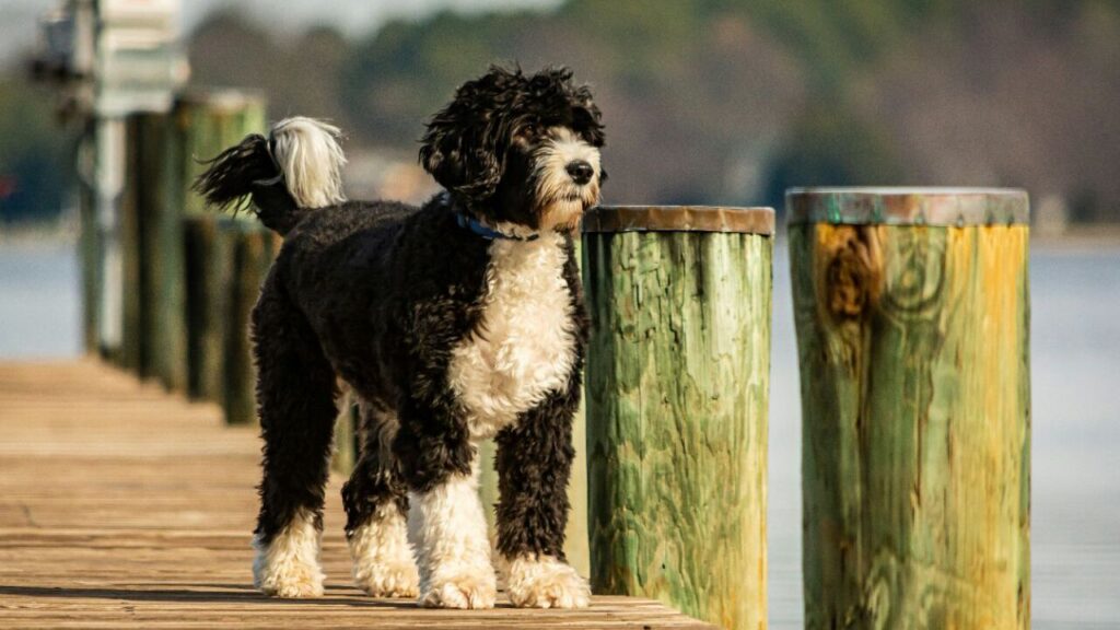 Portuguese Water Dog