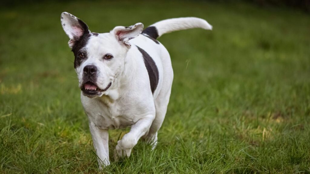 American Bull Terrier