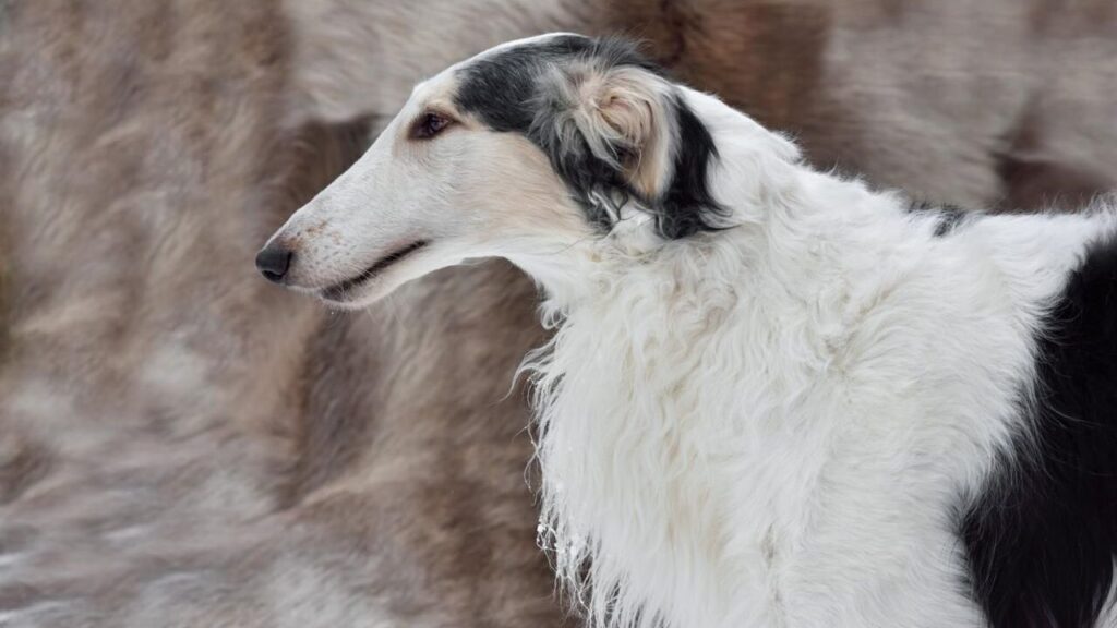 Borzoi aka Russian Wolfhound