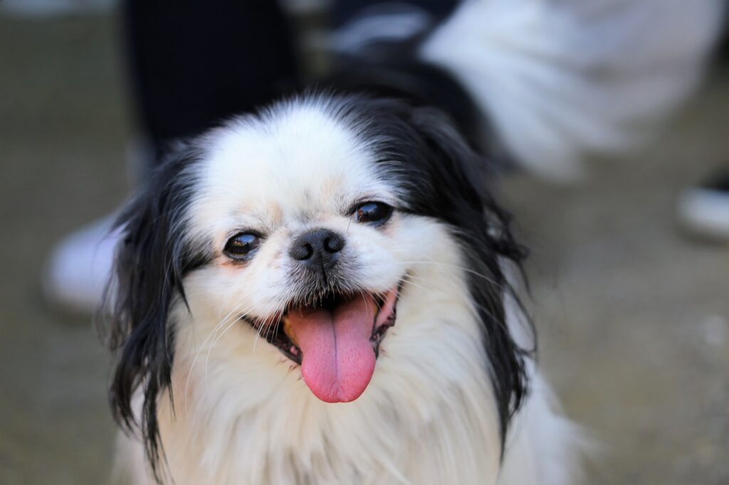 Flat-Faced Dog