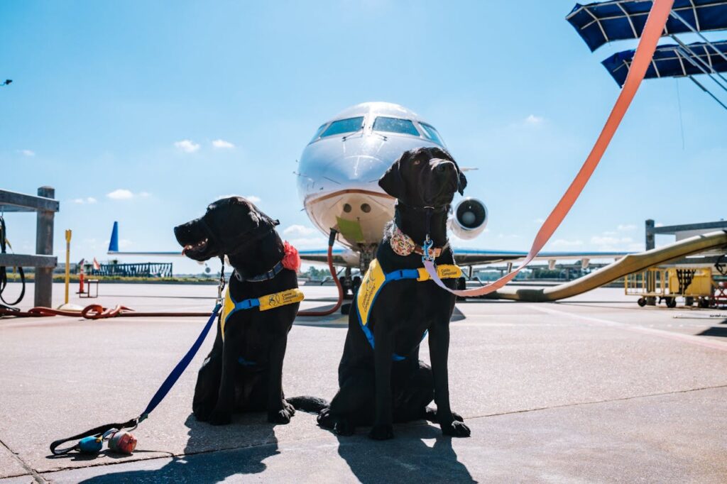 Labrador Retriever at airport