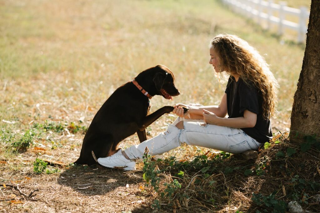 Labrador Retriever shaking hands