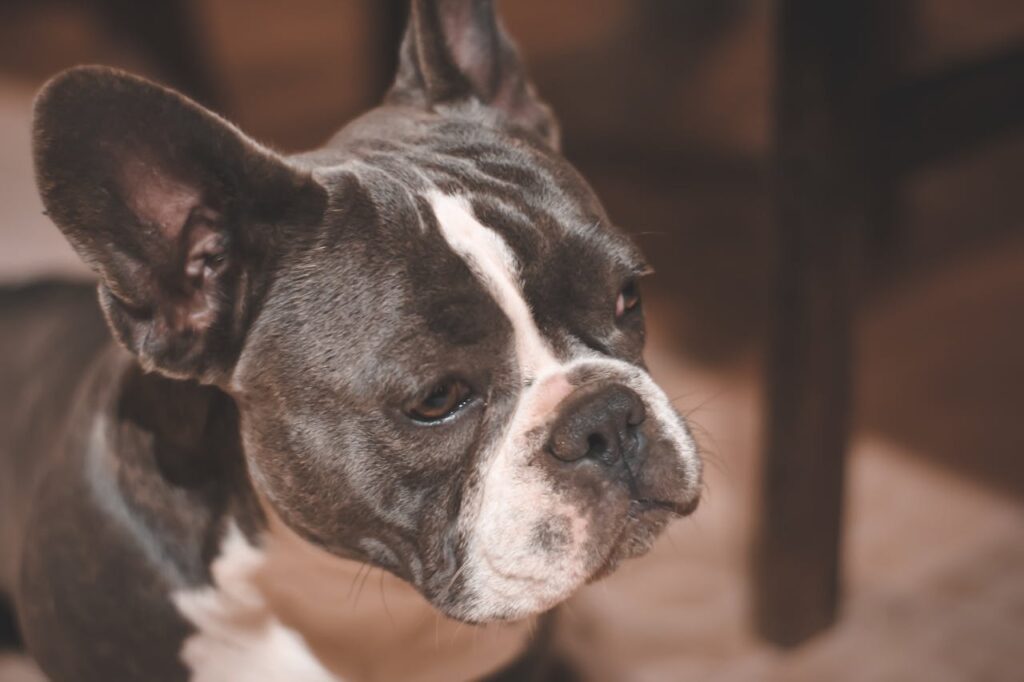 Flat-Faced Dog