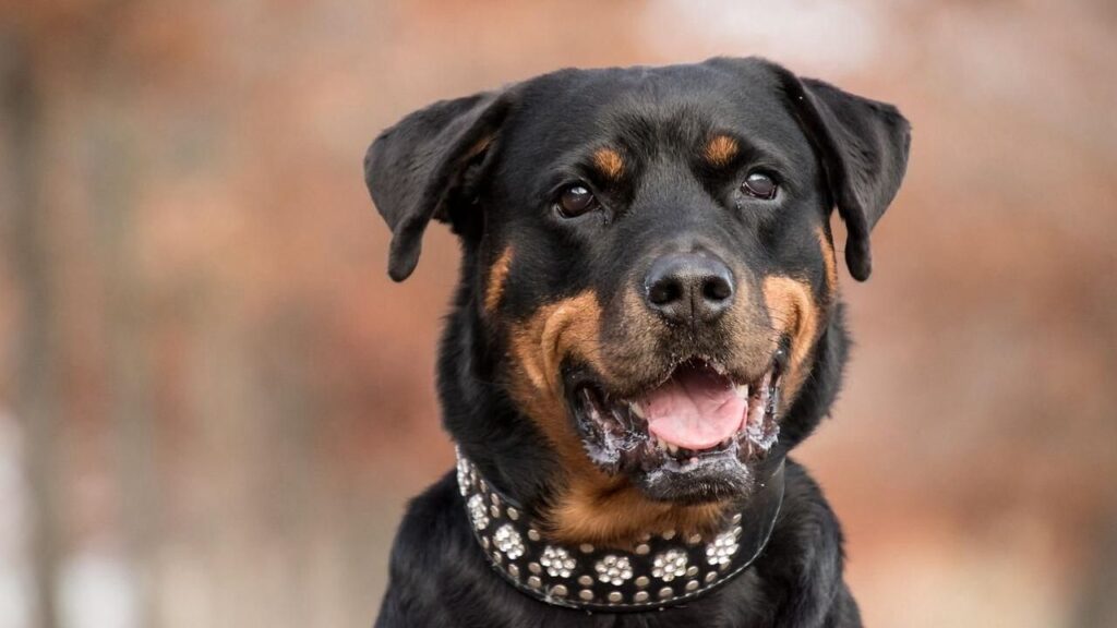 Rottweiler myths