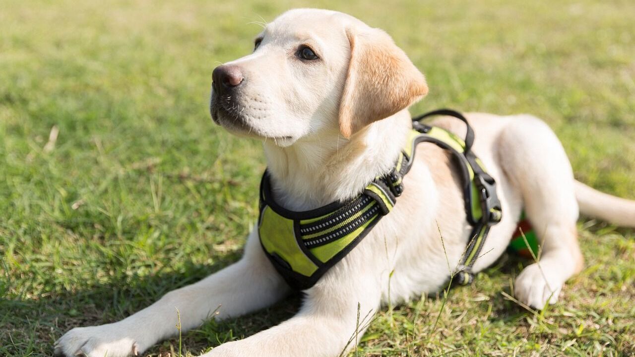 Labrador Retriever