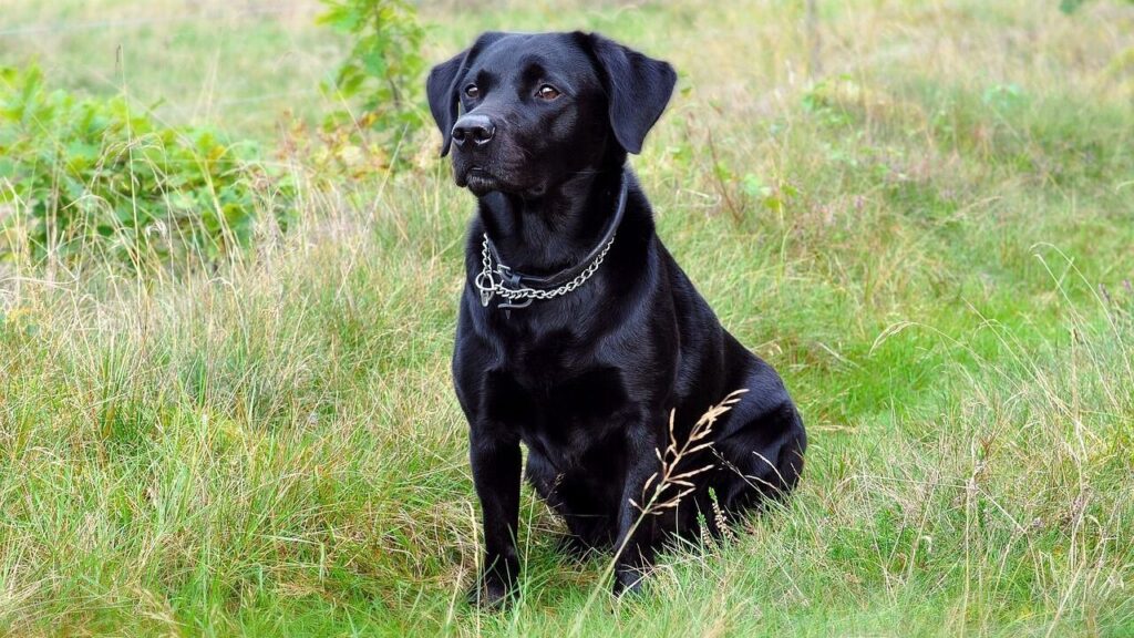 Black Labrador