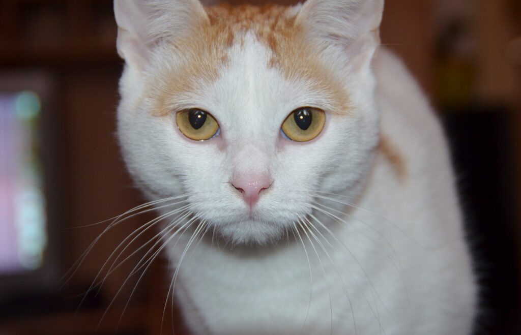 white turkish van cat