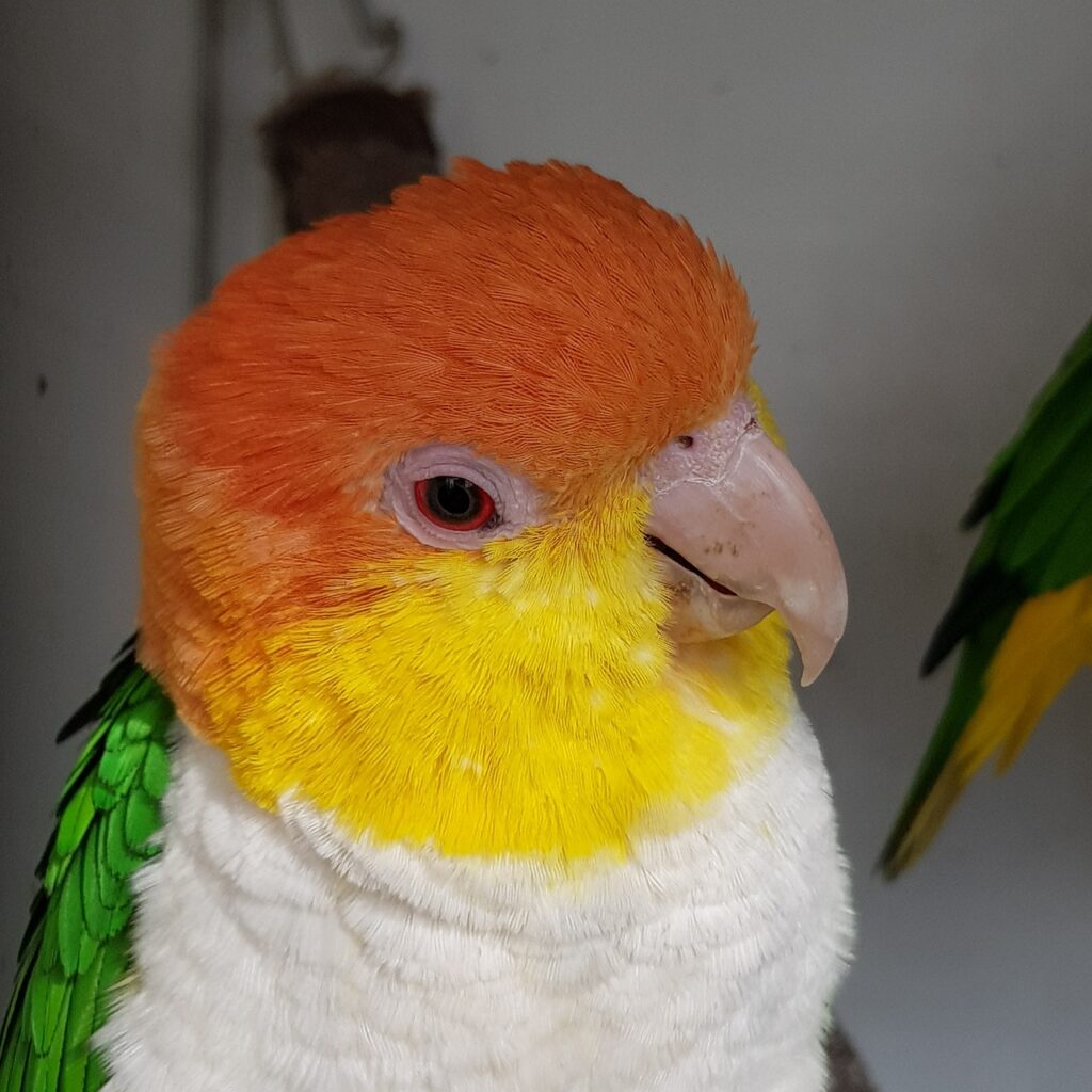 Close-up of a colorful bird