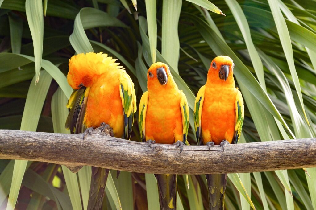 Group of Conures