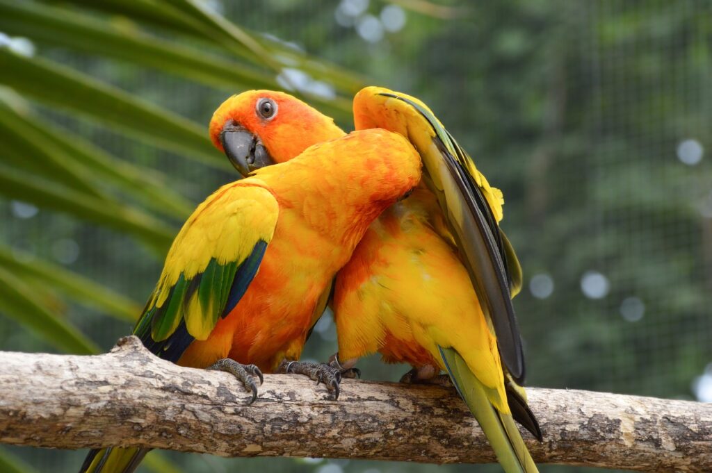 Sun Conures