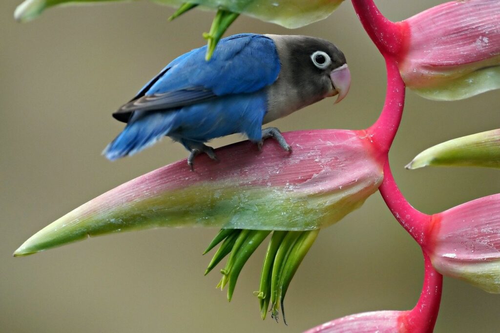 Blue bird