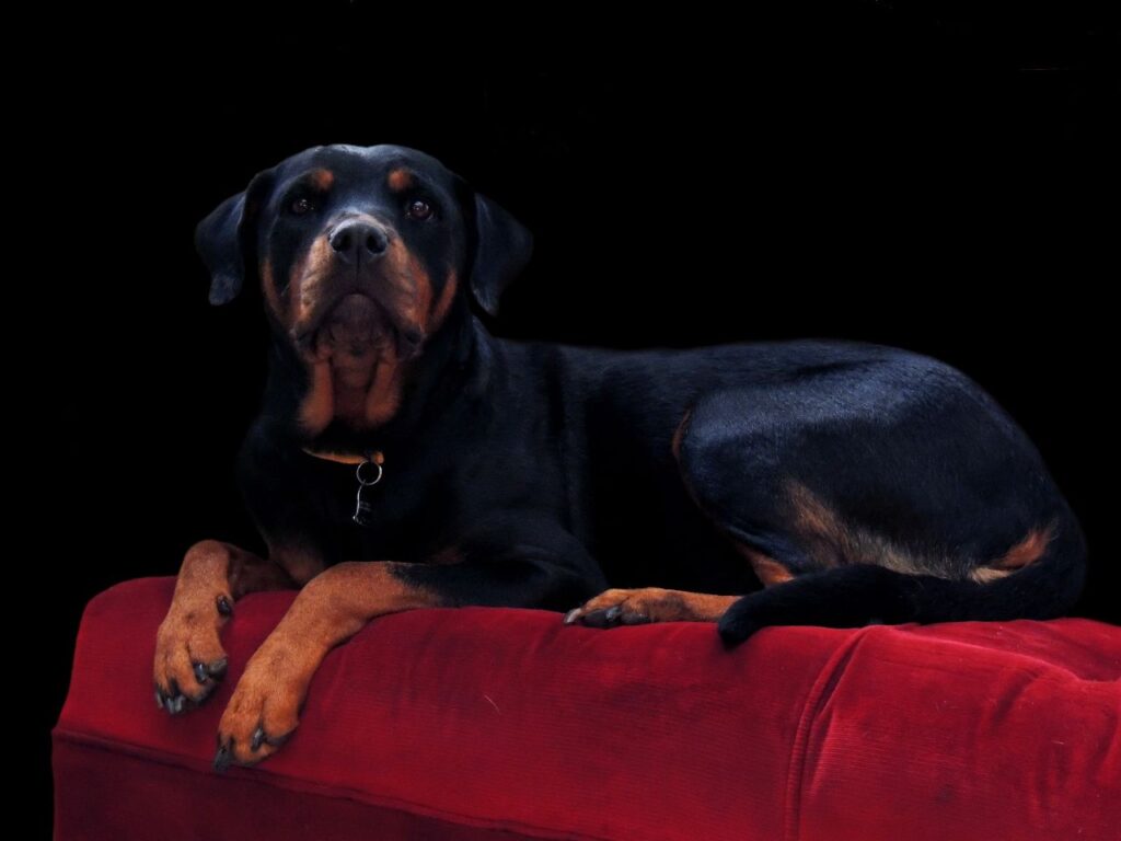 Rottweiler on sofa