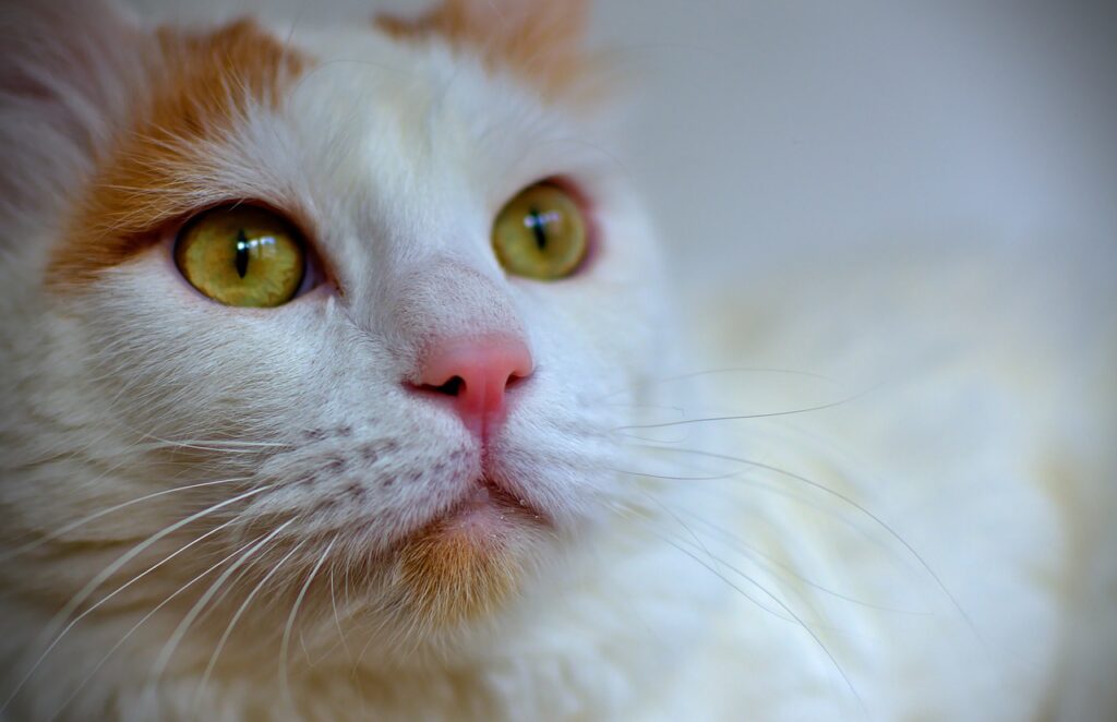Closeup of white turkish van cat