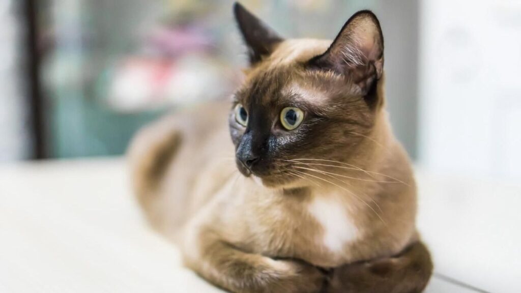 Tonkinese
