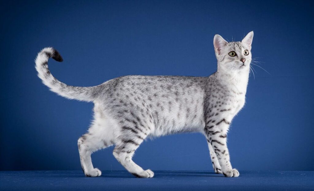 Egyptian Mau