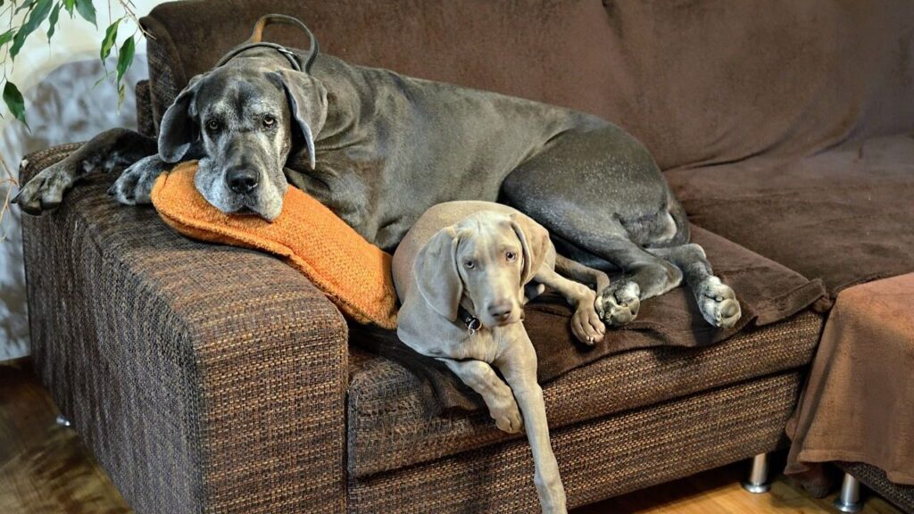 great dane