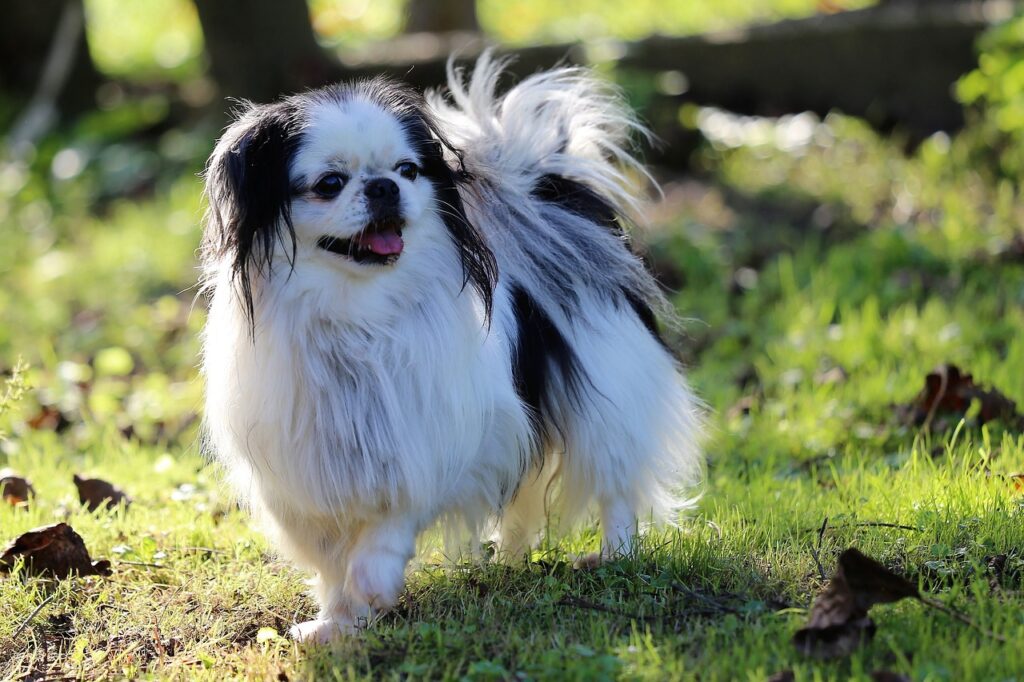 Flat-Faced Dog