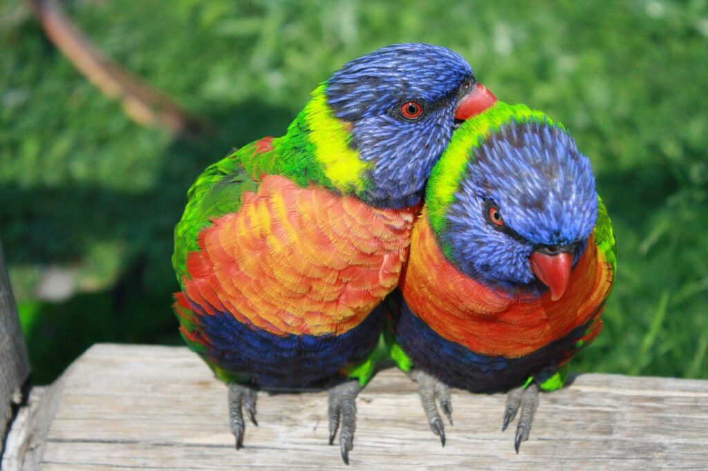 Rainbow Lorikeets