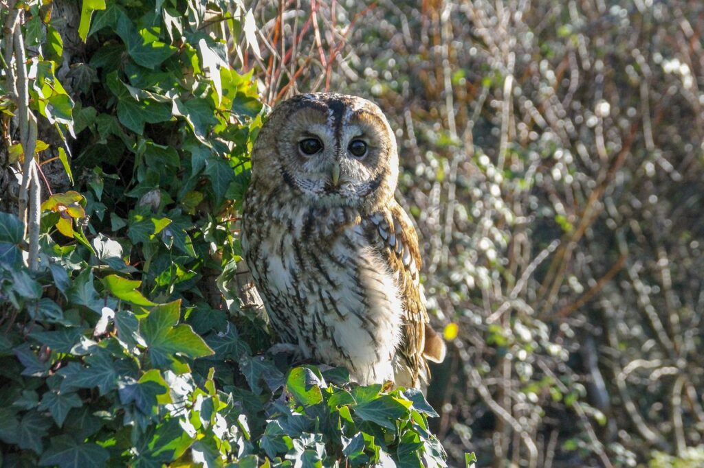 Tawny Owl