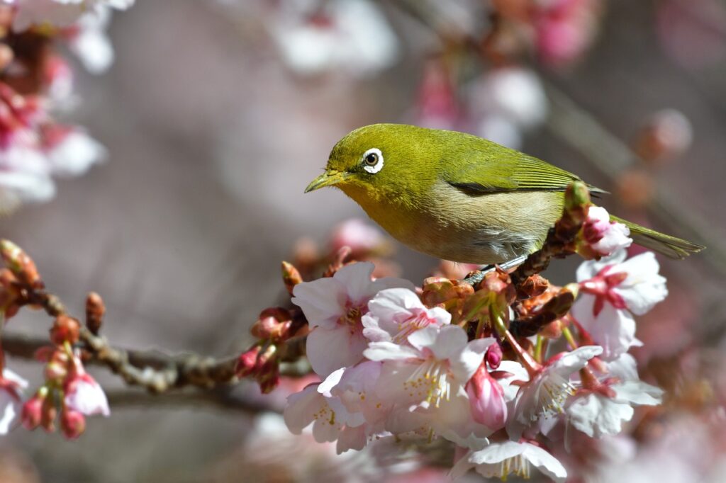 Japanese White-Eye