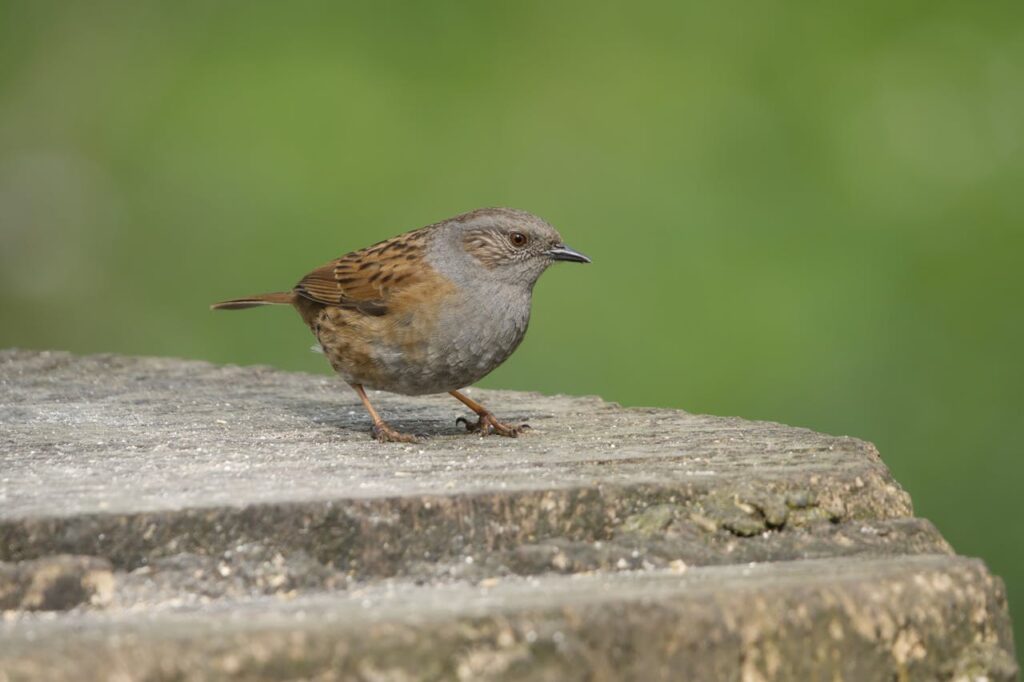 Dunnock