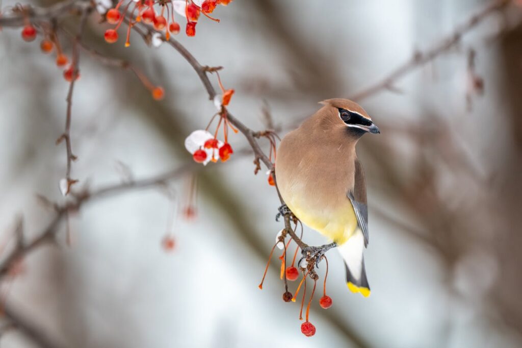 Cedar Waxwing