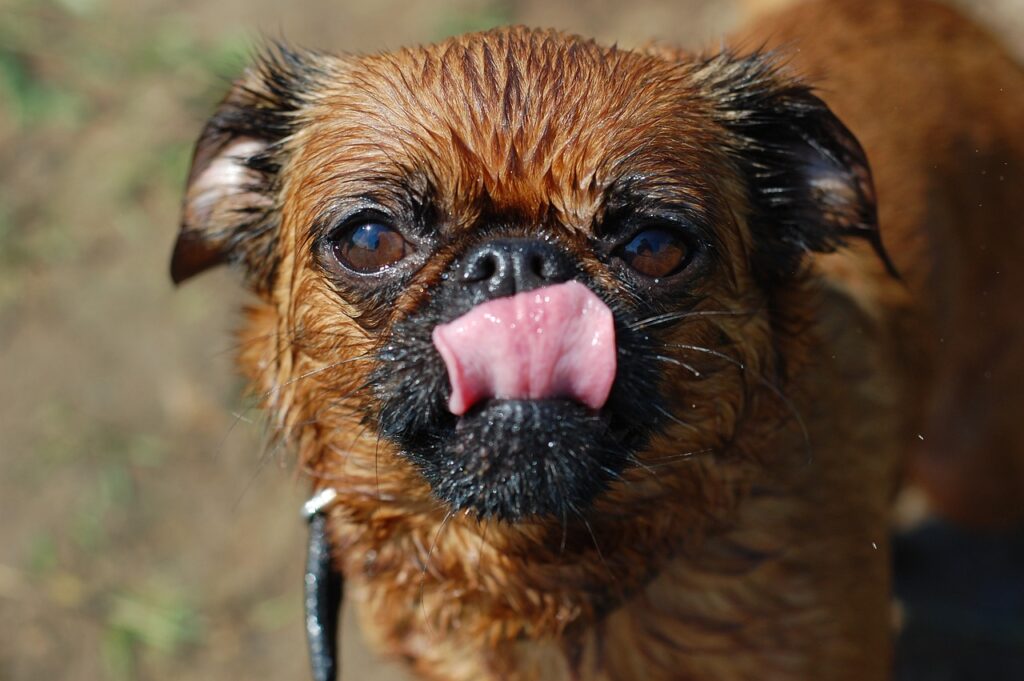 Flat-Faced Dog