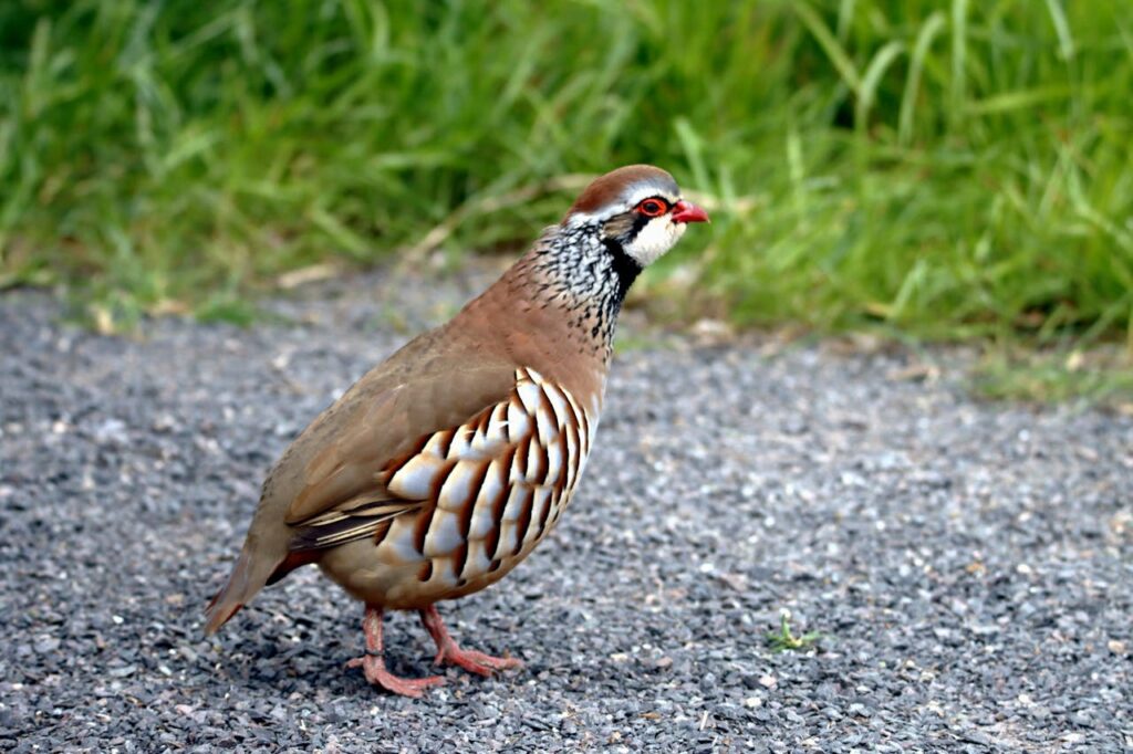 Chukar Partridge