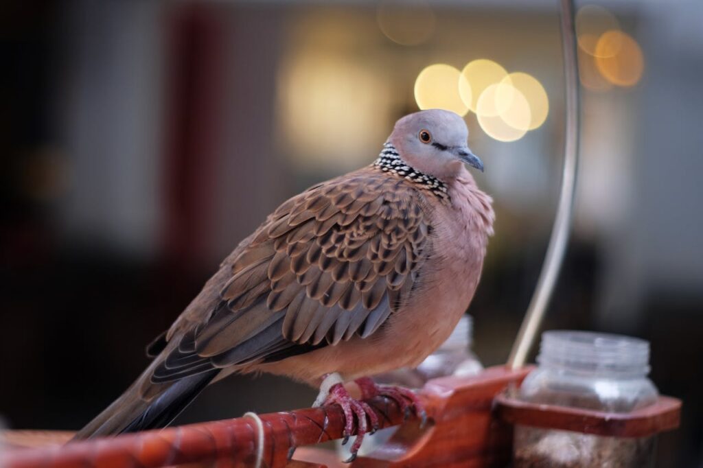 Spotted Dove