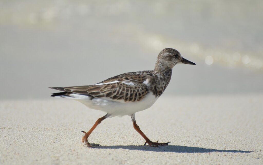 Woodcock
