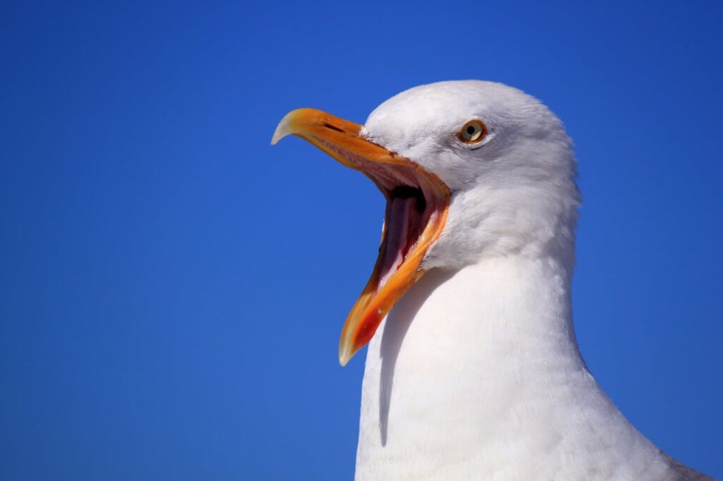 A white bird with its beak open
