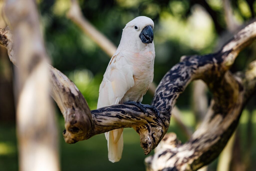 Moluccan Cockatoo