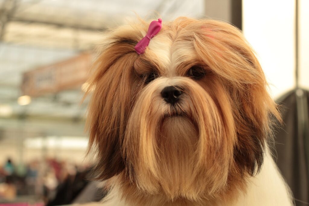 Flat-Faced Dog