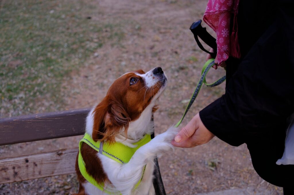 Cavalier King Charles Spaniel with owner