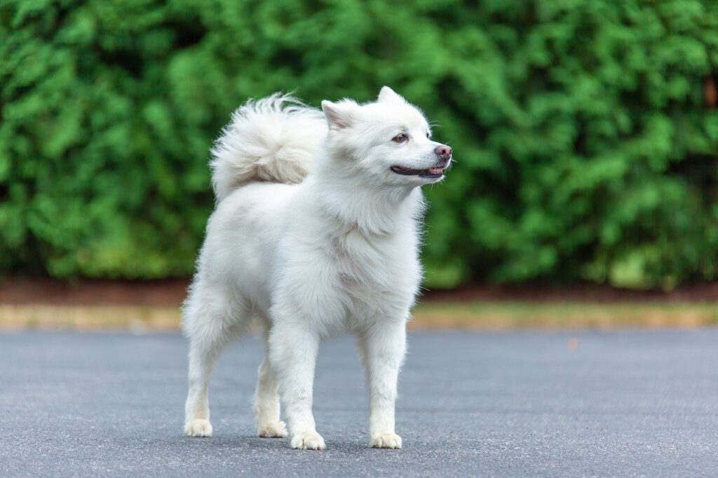 American Eskimo Dog: A Fluffy White Snowball