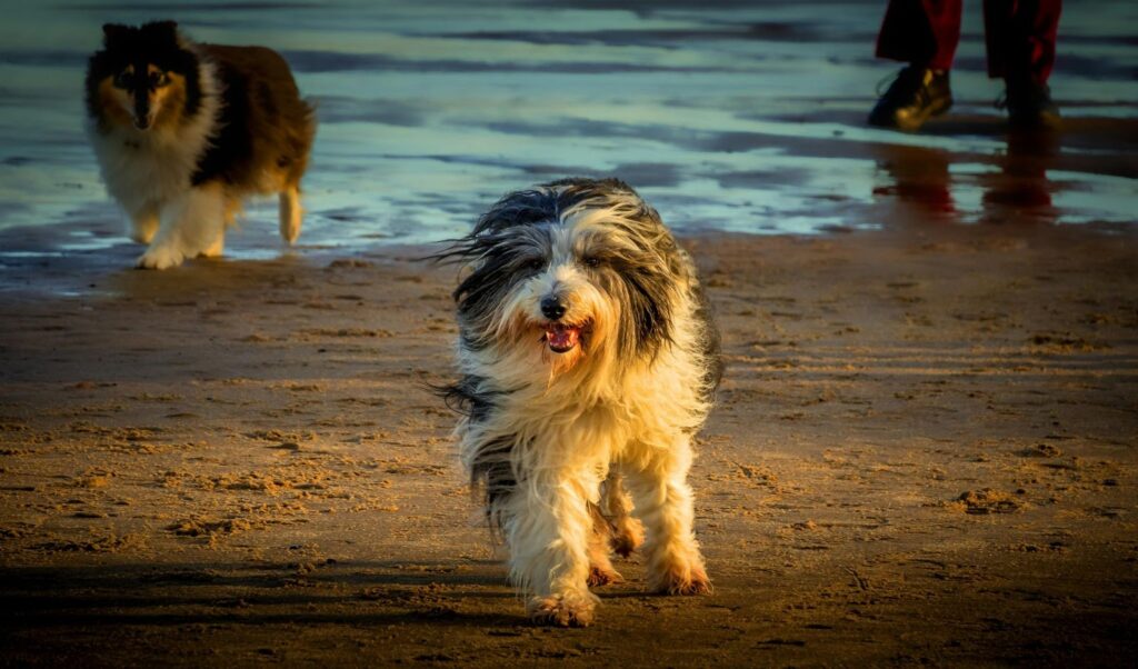 Bearded Collie