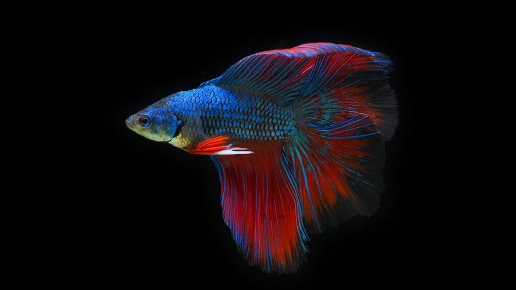 Betta Fish
