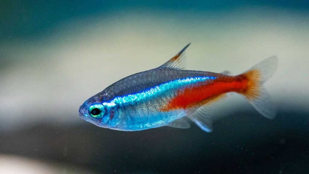 Neon Tetras